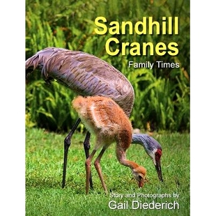 Family 预订 Sandhill Cranes 9781614934554 Times