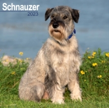 【预订】Schnauzer (Euro) 2023 Wall Calendar 9781839417511