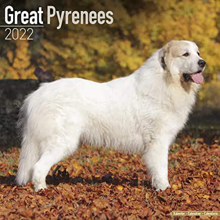 【预订】Great Pyrenees 2022 Wall Calendar 9781839411755