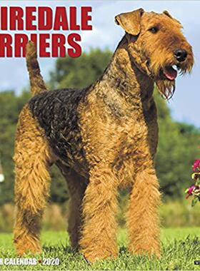 【预售】Just Airedale Terriers 2020 Wall Calendar (Dog Breed Calendar)
