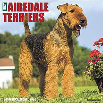 【预售】Just Airedale Terriers 2020 Wall Calendar (Dog Breed Calendar)
