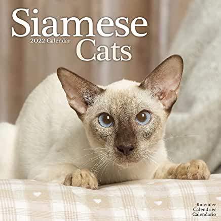 【预订】siamese cats 2022 wall calendar 9781839412554