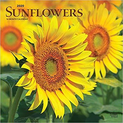 【预售】Sunflowers 2020 Square