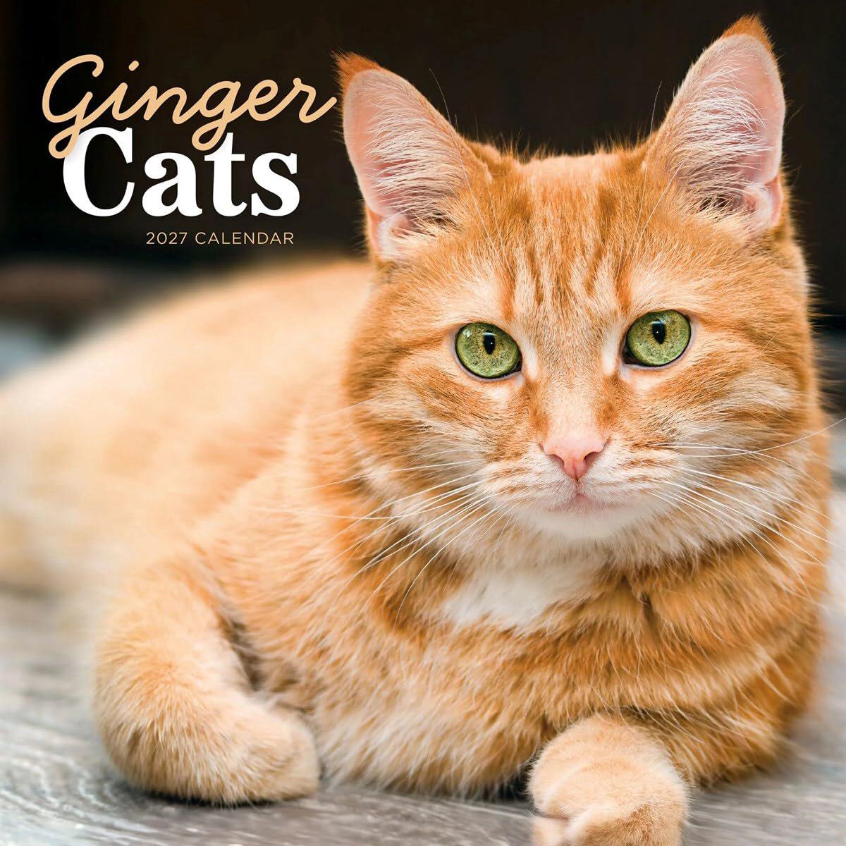 Ginger Cats (PFP) W 姜猫 2027摄影挂历 9781529858341