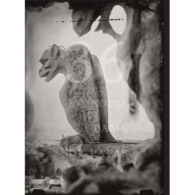 36 Views of Notre Dame