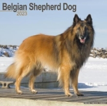 Shepherd Dog 2023 Calendar Belgian Wall 9781839416750 预订
