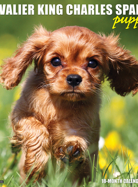 【预订】Just Cavalier King Charles Spaniel Puppies 2022 Wall Calendar (Dog Breed) 9781549217388