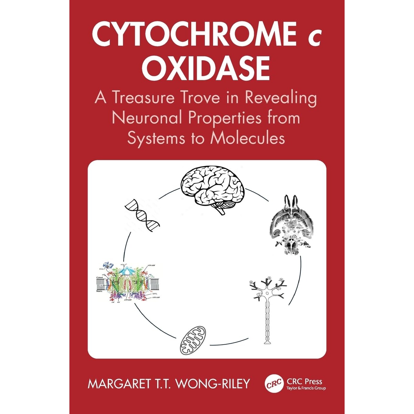 预订 Cytochrome c Oxidase A Treasure Trove in Revealing Neuronal Properties from Systems to Molecules 细胞色素c氧化酶: