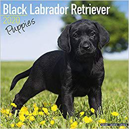 美国库房发货,通常付款后5-8周到货!