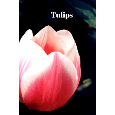 预订 Tulips: 9781078395106