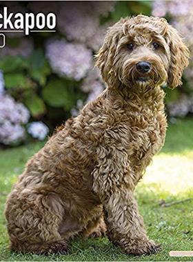 【预售】Cockapoo Calendar 2020