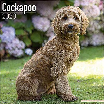 【预售】Cockapoo Calendar 2020