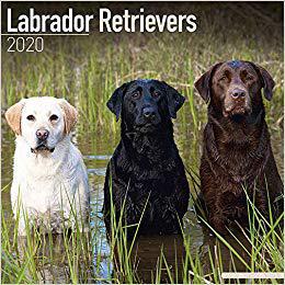 【预售】Labrador Retrievers Calendar 2020