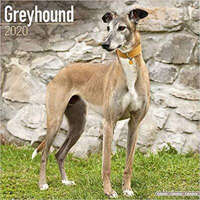 【预售】Greyhound Calendar 2020