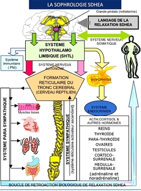 预订 Sophrologie SDHEA : psychosomatique, respiration sophronique,relaxation SDHEA Sophrology SDHEA：心身学、Sophronic