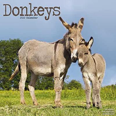 【预订】Donkeys 2022 Wall Calendar 9781839412592