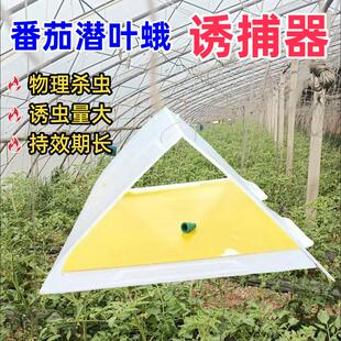 番茄潜叶蛾虫害防治南美番茄潜麦蛾诱捕器捕捉器粘板潜叶蛾神器