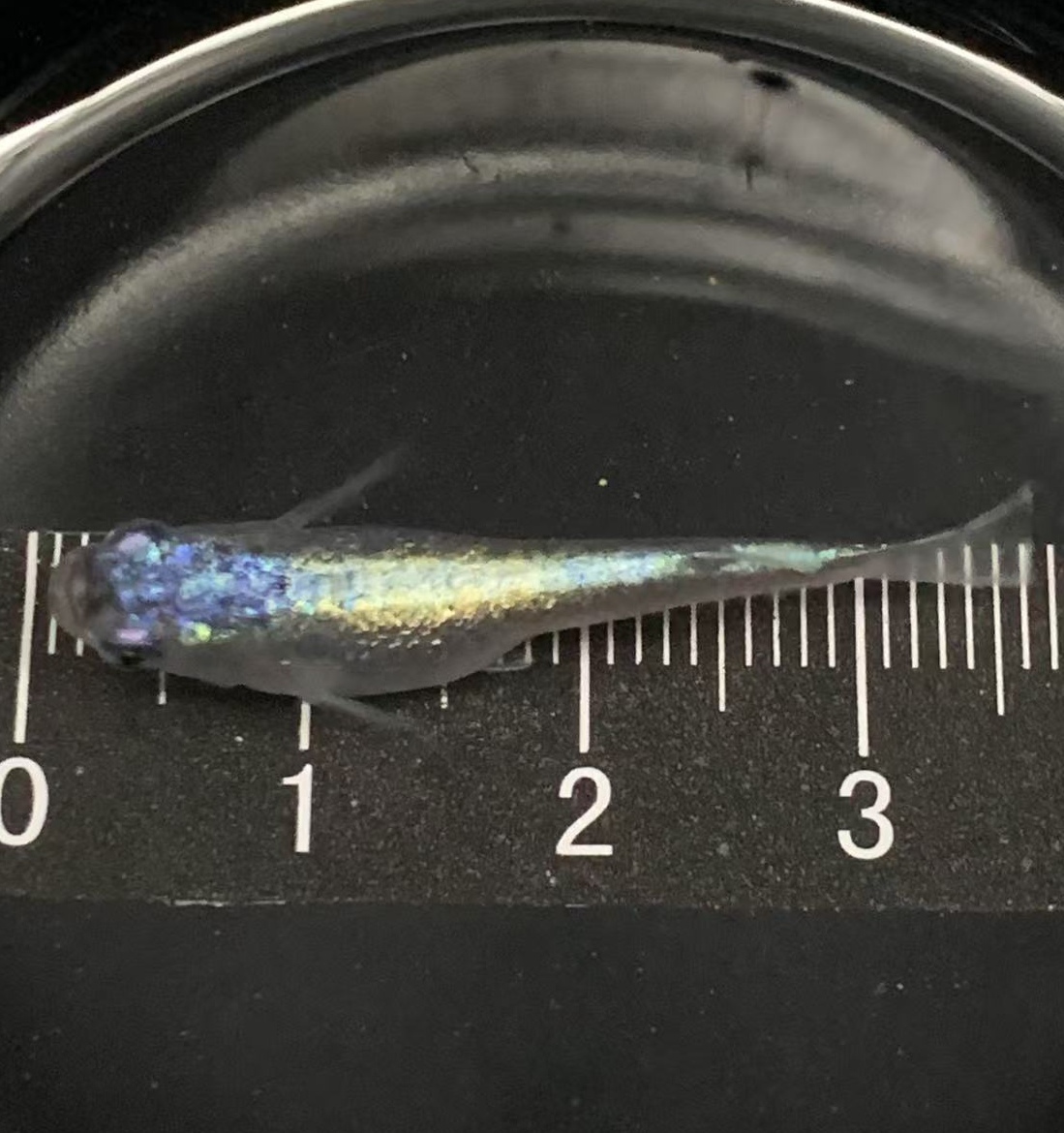 观背青鳉海王星淡水观赏鱼原生鱼小型冷水耐活群游鱼桌面新宠