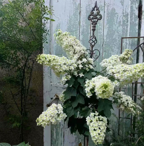 莫里斯花园 花园杂货权杖花插
