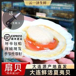 扇贝鲜活超大夏夷贝新鲜刺身大连元贝蒜蓉粉丝夏邑贝海鲜水产2斤