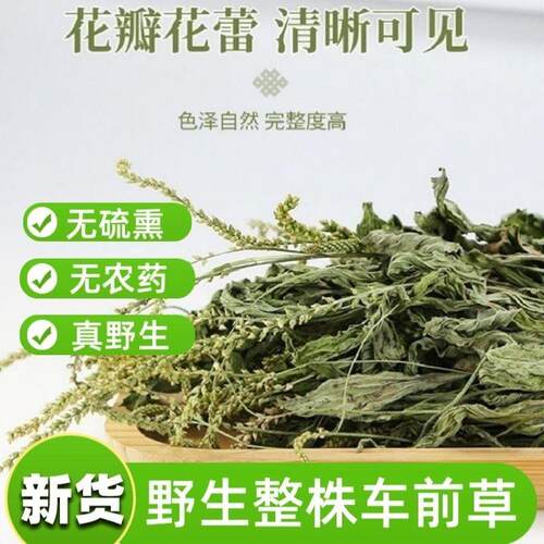 广东车前草野生泡茶整株全草新鲜无硫清热干泡水喝车前草茶车前草