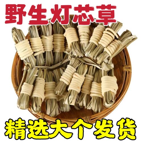 精选广东野生灯芯草100个