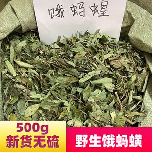 精选饿蚂蝗汤天然独脚金新鲜中草药煮水煲汤不消化积食汤