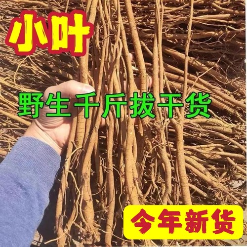 广东河源小叶千斤拔中药材一条根钉地根千金拨钻地风中草药