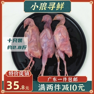 包邮 生骨肉鹌鹑 速冻 鹌鹑肉 一份 10只装 速冻红烧烧烤 大鹌鹑