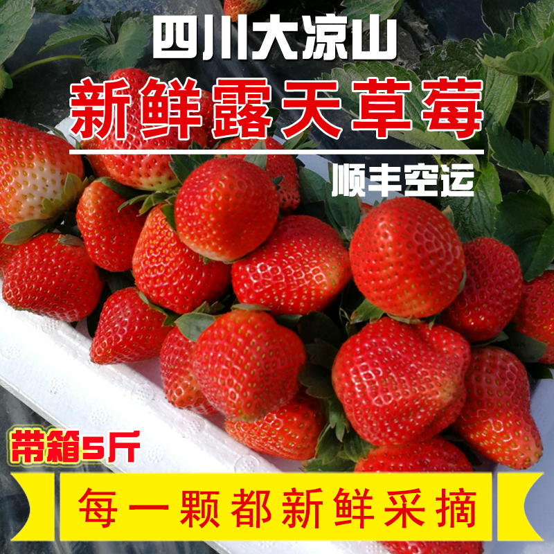 露天草莓大凉山西昌自然成熟香甜牛奶巧克力红颜当季新鲜水果带箱