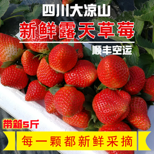 露天草莓大凉山西昌自然成熟香甜牛奶巧克力红颜当季新鲜水果带箱