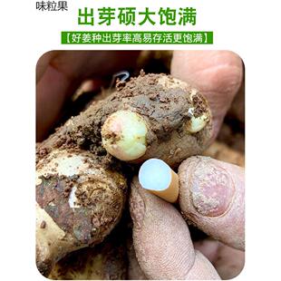 四川姜种生姜老姜新鲜仔姜种植苗种姜嫩姜种子子姜竹根姜苗姜芽籽