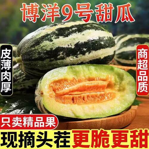 现摘头茬博洋9号甜瓜香瓜蜜瓜脆甜多汁孕妇应季当季水果整箱