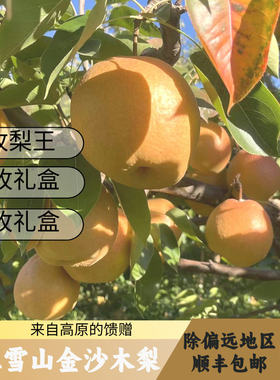 云南丽江金沙木梨脆甜多汁当季新鲜水果现摘现发顺丰
