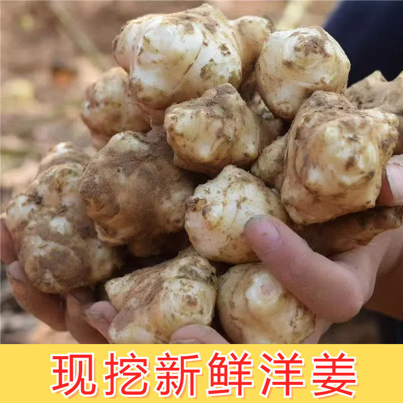 农家洋姜新鲜现挖5斤野生姜不辣鬼子姜生洋姜蔬菜酱菜腌制泡菜