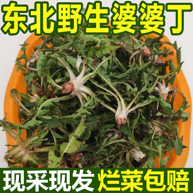 东北特产蒲公英新鲜山菜婆婆丁苦麻子苦菜蘸酱菜野生应季现挖野菜