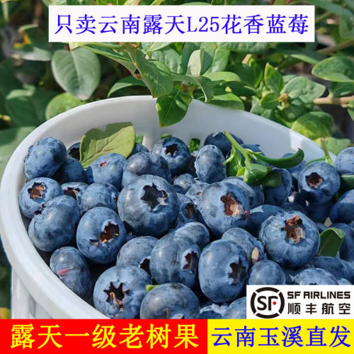 【京东空运】云南澄江抚仙湖高山露天L25花香蓝莓新鲜当季时 水果