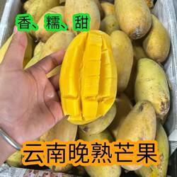 云南景东晚熟芒果正宗哈尼蜜芒套袋新鲜采摘现摘产地直发甜心黄皮