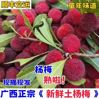 精选新鲜杨梅当季红杨梅广西土杨梅酸甜泡酒杨梅孕妇水果顺丰发货