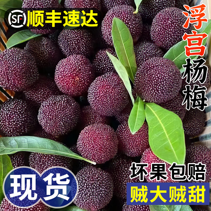 顺丰现货速发5斤浮宫杨梅鲜果冷冻当季水果泡酒5斤整箱包
