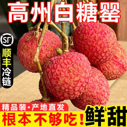 顺丰2026冷冻白糖罂荔枝广东茂名当季新鲜水果整箱桂妃子味笑顺丰