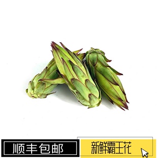 新鲜霸王花正宗剑花煲汤食材靓花特色蔬菜花苞火龙果花顺丰
