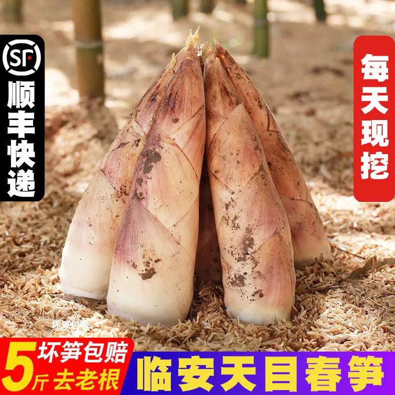 正宗临安天目山雷笋嫩芽笋新鲜春笋野生竹笋现挖笋尖精品