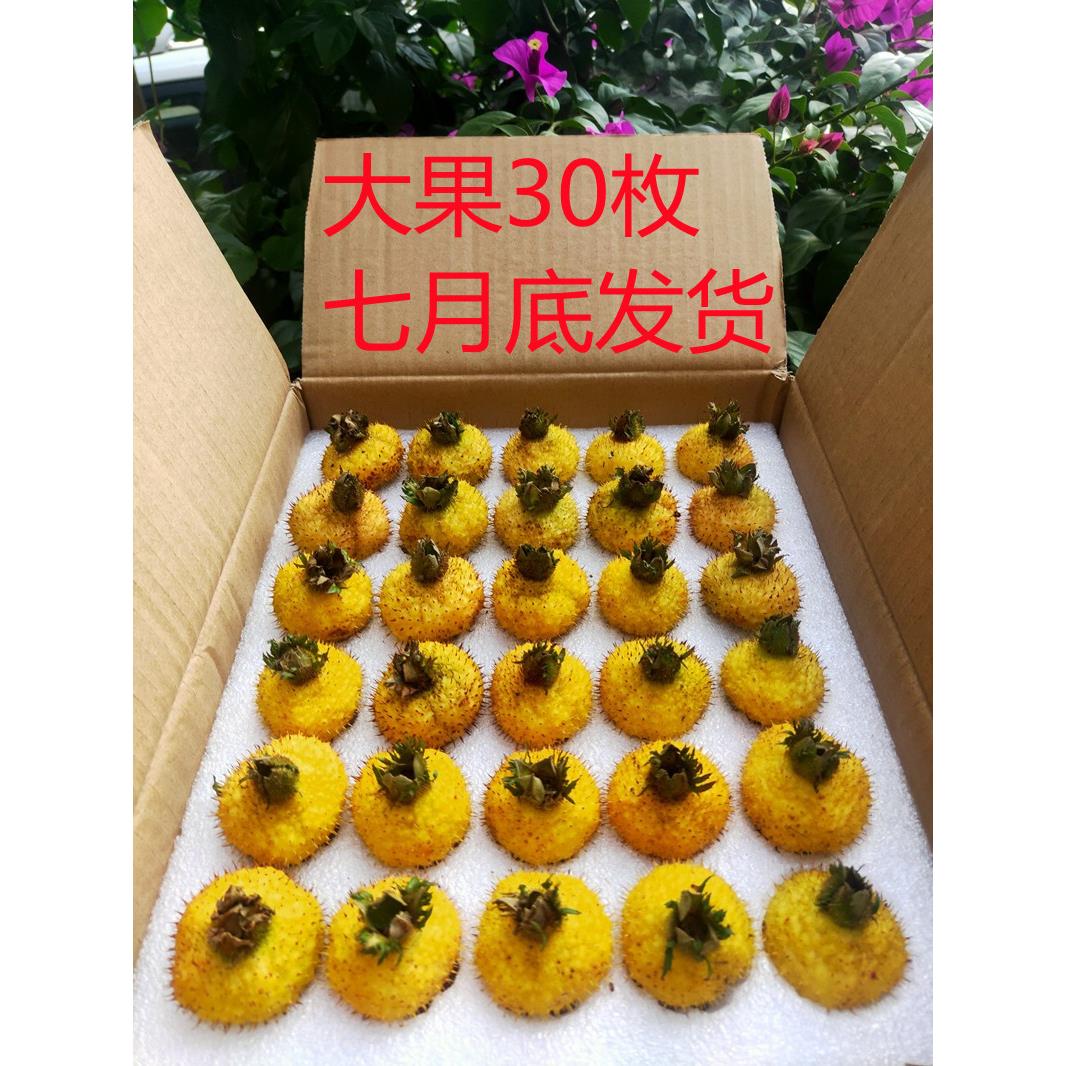 贵州特产刺梨果现摘现发农产品食刺梨干果
