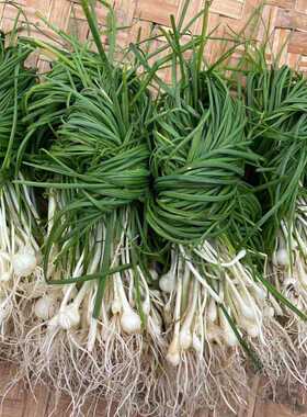 贵州新鲜土特产现挖野葱野菜野蒜苦蒜小根蒜香葱现挖现发500g