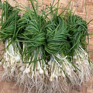 贵州新鲜土特产现挖野葱野菜野蒜苦蒜小根蒜香葱现挖现发500g