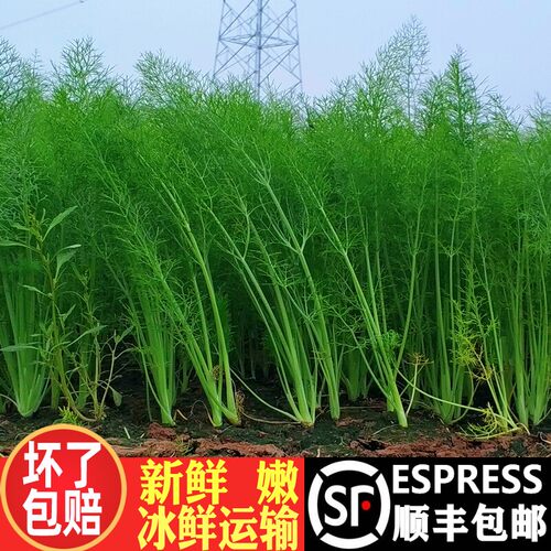 顺丰小茴香菜新鲜时令蔬菜茴香茴香菜新鲜大茴香菜不带根