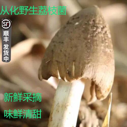 野生新鲜荔枝菌荔枝菇食用菌磨菇五月菇鸡枞菌肉爽清甜美味1斤装
