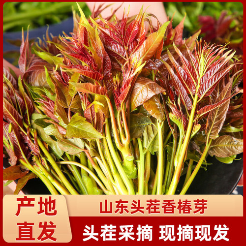 露天野生香椿芽新鲜2026年当季头茬 现摘现发，保证新鲜坏包赔