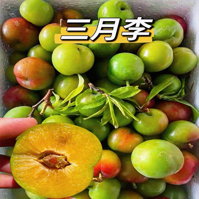 三月李新鲜当季水果怀孕期三月李子青脆大果酸甜三华李水果